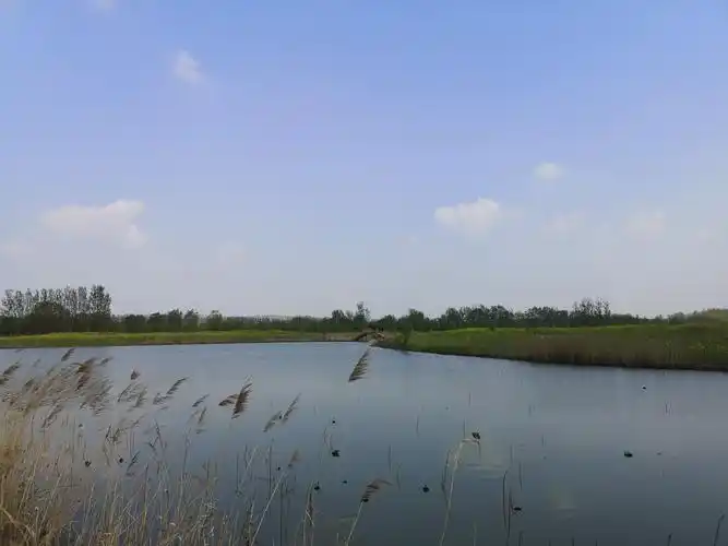 千娇百媚万般妖娆风姿绰约陈桥湿地公园