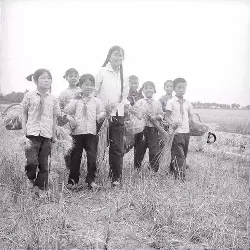 满满的儿时回忆:八九十年代农村过麦收!