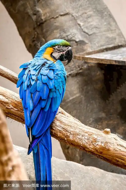 vdcm002蓝色鹦鹉