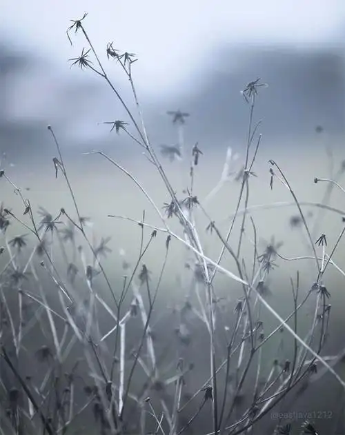 18张唯美昆虫摄影低饱和度塑造的柔和画面