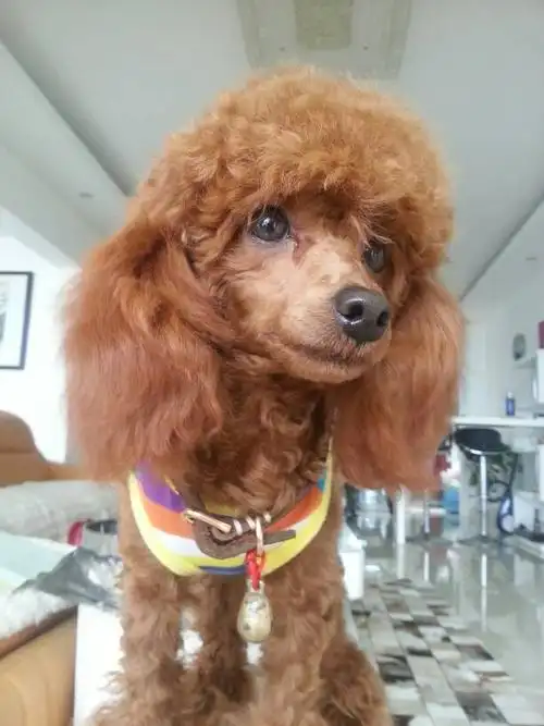 泰迪八个月了,怎么毛还不很卷