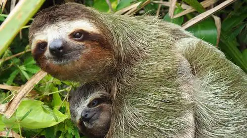 4k高清壁纸:树懒(sloths)