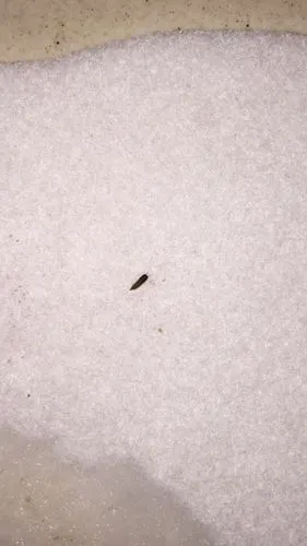 问:洗衣机里发现好几只这样的虫子 大概两三毫米的样子 长两只触角