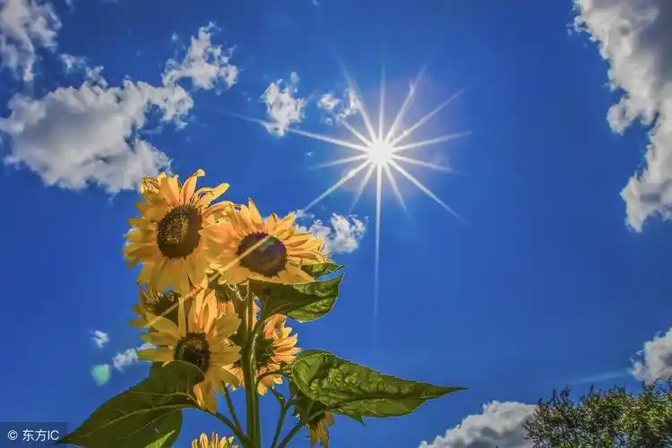 3.夏天的太阳,像个大火球,火辣辣地照射着大地,似乎要散发全部的热量.