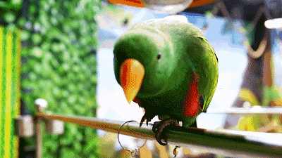 fly 万蝶共起舞 parrot 会说话的奇珍异鸟 八哥,鹩哥,斑鸠,白旋风鹦鹉