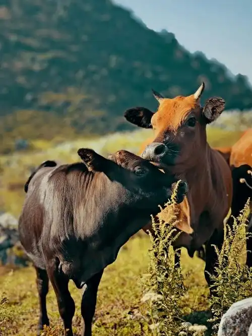 秦岭山里一对恩爱的秦川牛