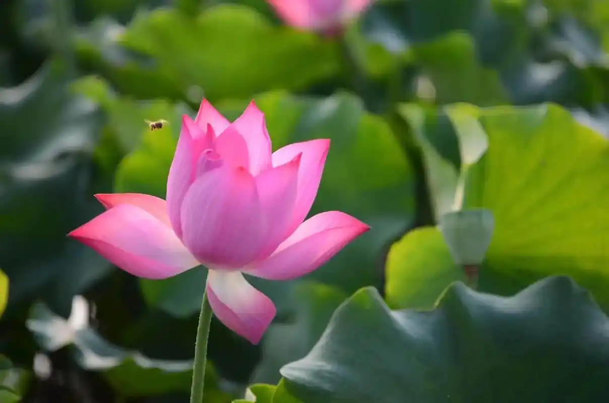 莲的心事[ 诗配图] 我是一朵盛开的夏荷 多希望 你能看见现 - 抖音