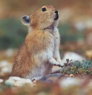 意大利鼠兔(动物)