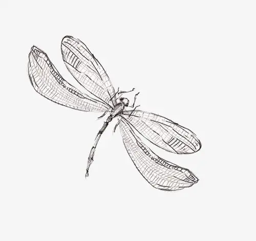 手绘蜻蜓