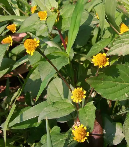 金钮扣 acmella paniculata