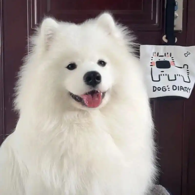 可爱狗狗头像:女生小众头～代号010,欢迎取图哦～#欢迎取图 - 抖音