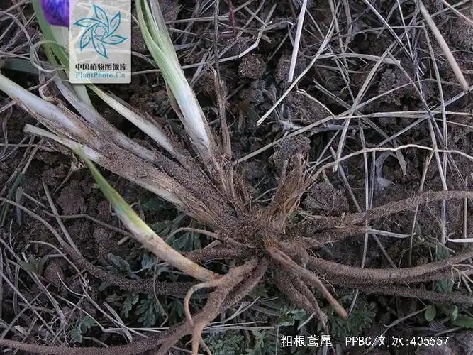 p>粗根鸢尾(学名: i>iris tigridia /i>  bunge ex ledeb.