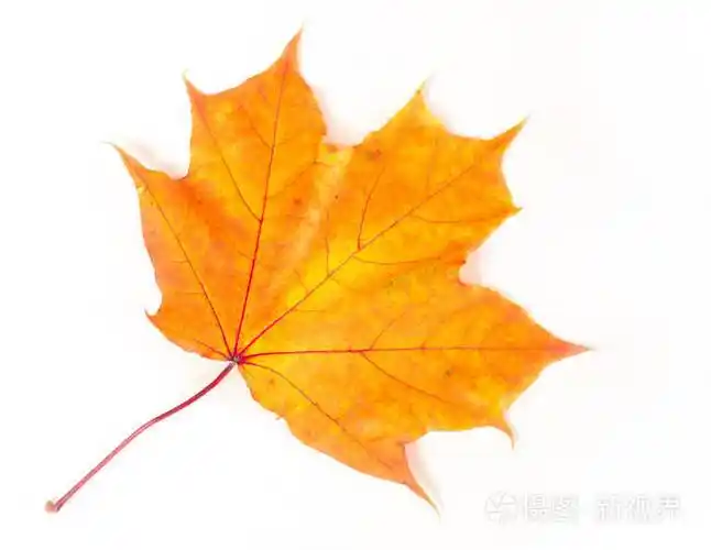 秋天的枫叶枫叶枫树的叶子用作