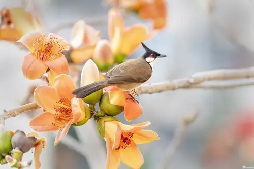 益田村打卡:英雄花与白颏鹎鸟