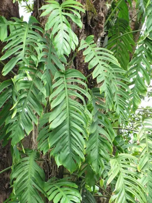 爬树龙是一种什么样的植物