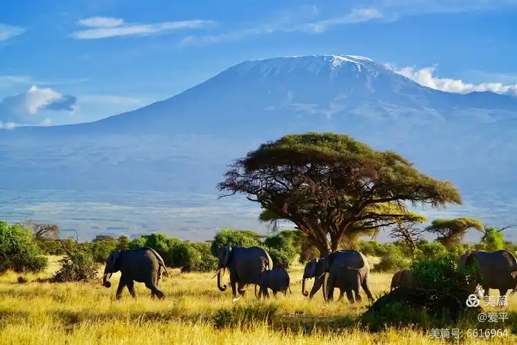 《原创》2019大年初一,飞到梦寐以求的东非大草原 — 野生动物篇