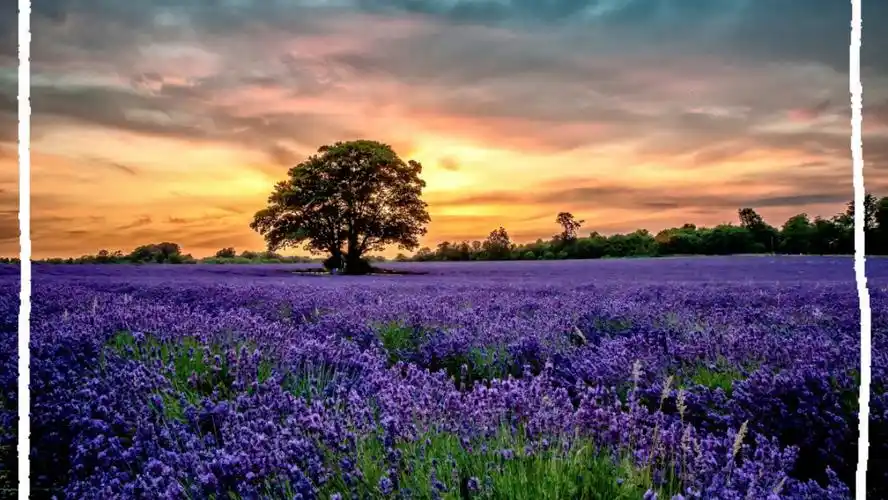 全网最好看的壁纸