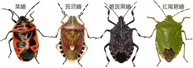 同样是蝽,为什么你却是吃蝽的蝽