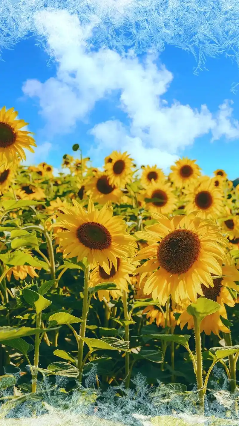 抖音图文来了 花有重开日,人无再少年#壁纸 #花草树木  - 抖音