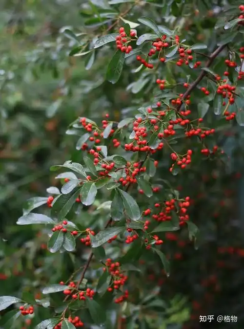 救兵粮——火棘 - 知乎