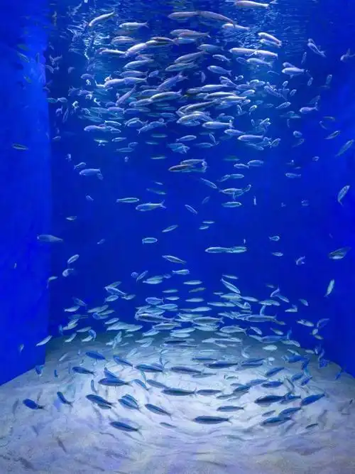 蓝色星球讲述海底世界的故事丹麦国家水族馆哥本哈根3xn