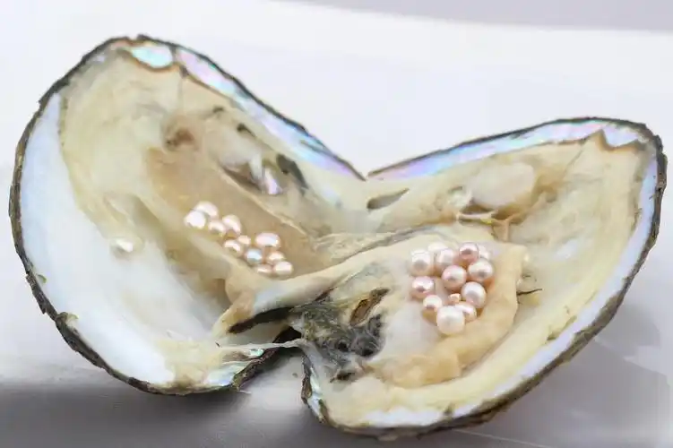 真空包装珍珠大蚌河蚌自然生长多珠蚌珍珠河蚌礼品