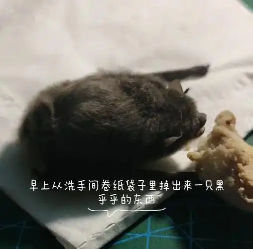 捡到一只冬眠的蝙蝠宝宝