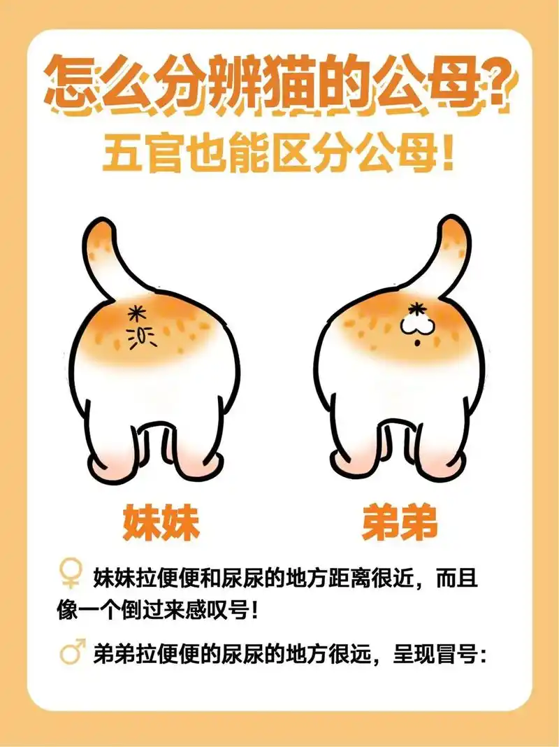 教你们一招如何辨别公猫母猫#萌宠 #萌宠出道计划 #抖音萌宠 - 抖音