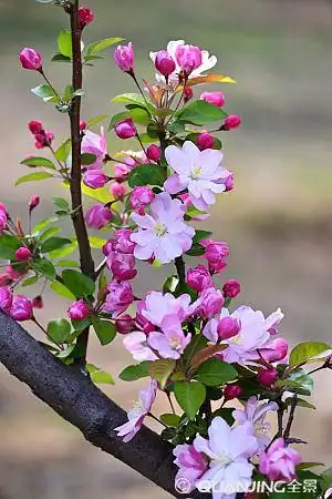 海棠图片_图片大全