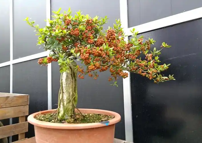 火棘生桩怎么快速发根,保湿发根有技巧,多久可以养胚成熟桩?