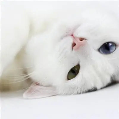 白色可爱猫头像 可爱白色小猫图片12张