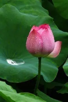 佛说,只要心存一池净水,心有一株妙法莲花,美好就会一派娇娆.