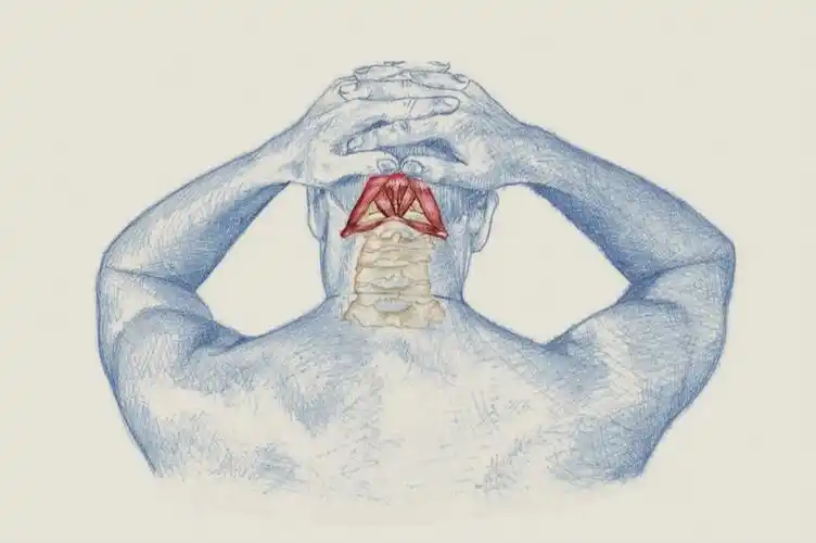 如何拉伸  枕下肌群  71这一肌肉群位于颅底的正下方.