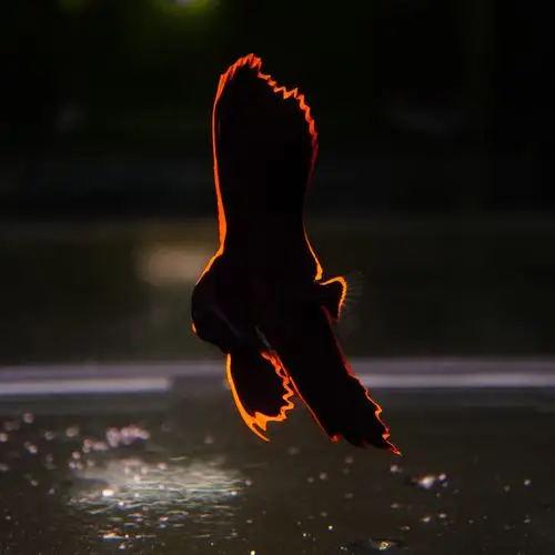 蝙蝠金边野生红边人工红缘蝠鱼海水观赏鱼鱼