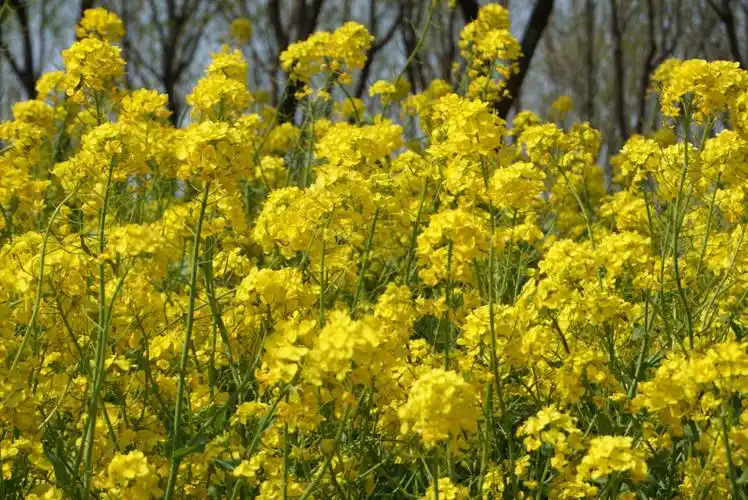 校园的春天之油菜花