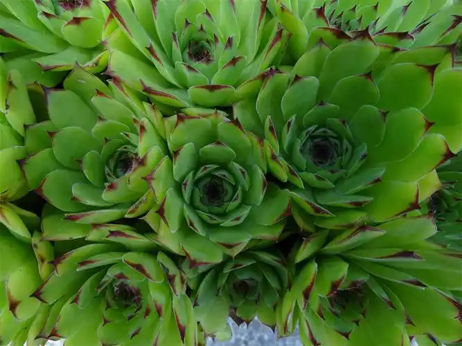 佛座莲的虫害及防治方法