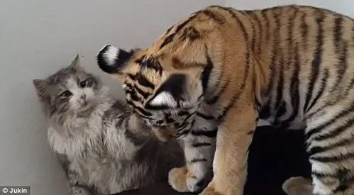 城会玩画风也是甜小猫咪和老虎成死党