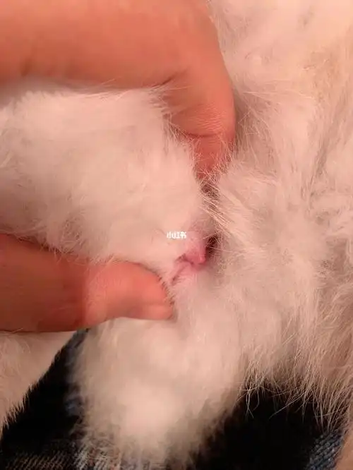 公兔还是母兔啊