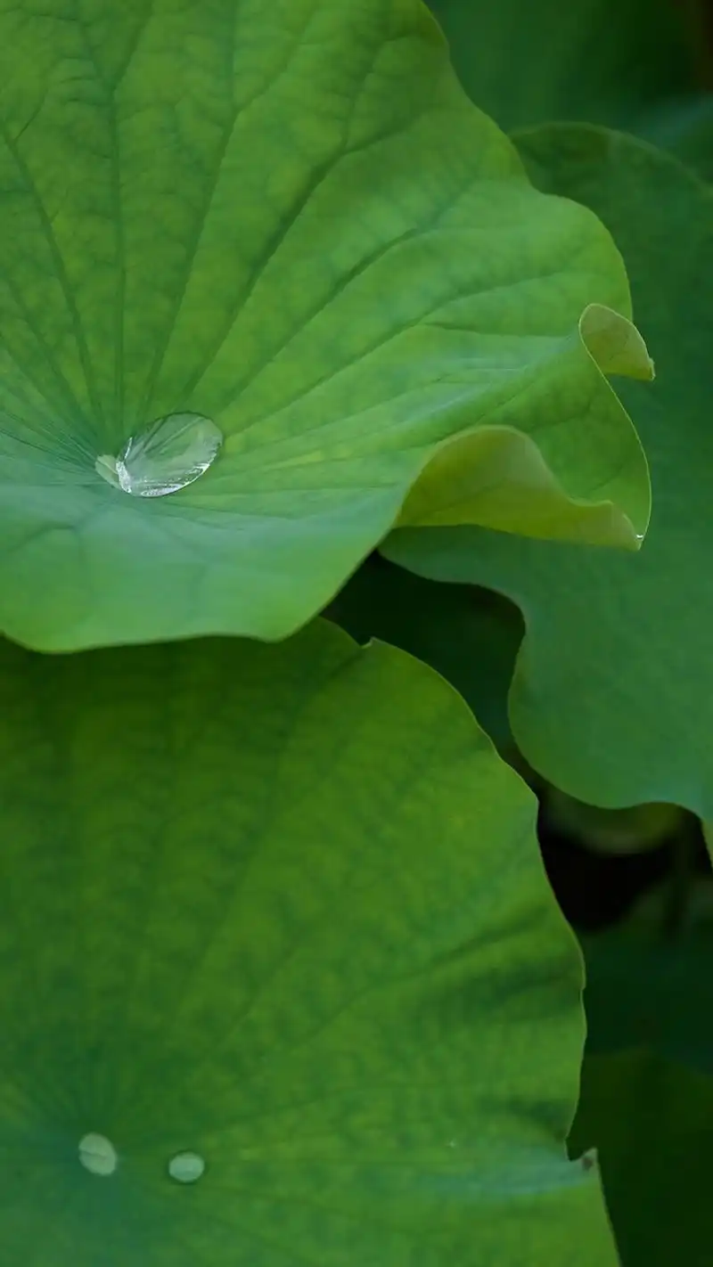 高清护眼绿色荷叶图片手机壁纸