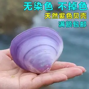 紫色贝壳海螺图片