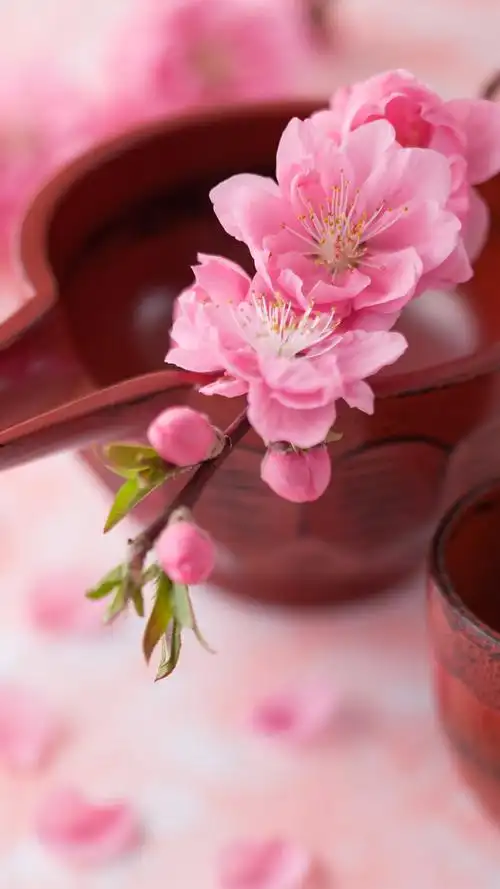 桃花坞里桃花庵