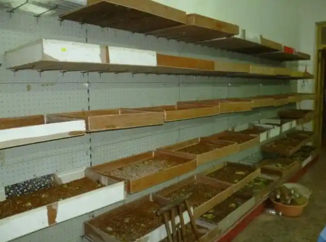 广西蛋白虫大麦虫养殖基地在哪里