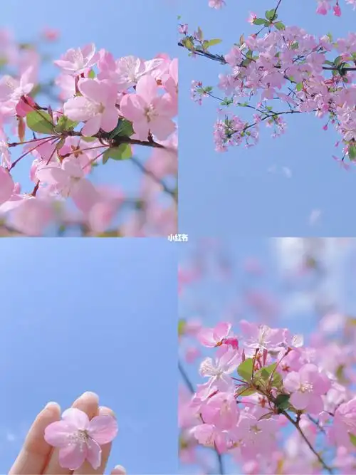 和春天的一场约会粉蓝色调醒图调色分享