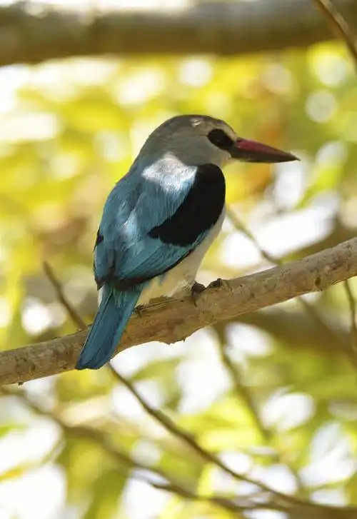 翠鸟的生活习性及生态特点