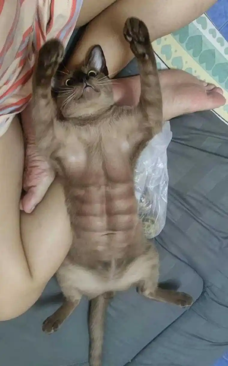 这腹肌我承认我羡慕了