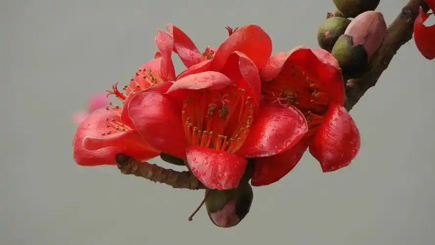 木棉花图片好看的木棉图片木棉植物图片