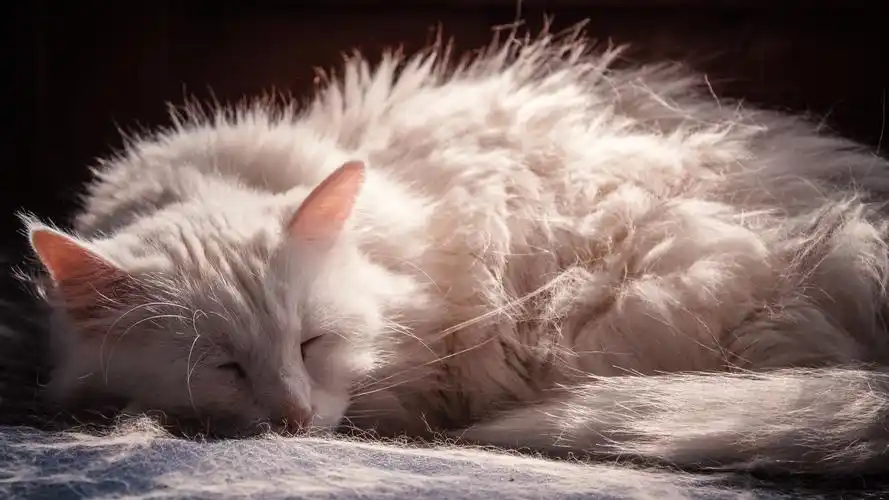 2020-06-16壁纸标签:猫4k壁纸封面图猫壁纸【800】壁纸于2020-06-16