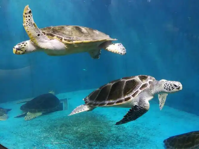 游玩青岛海底世界,认识自然,了解自然,深爱大自然给予我们的美和它