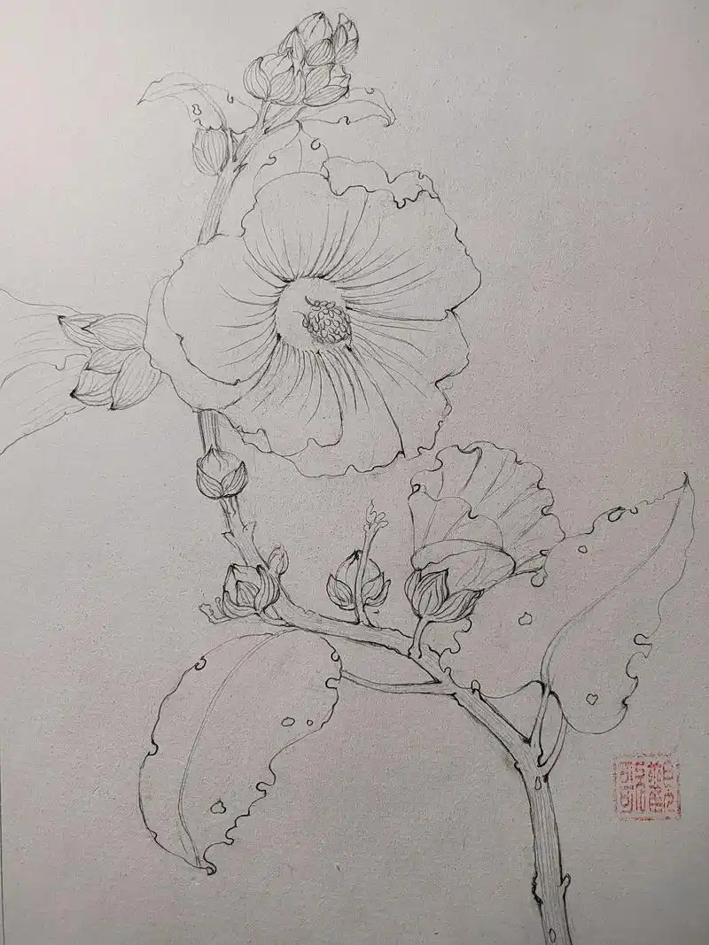 千景绘古风花卉线稿团练 蜀葵打卡! - 抖音