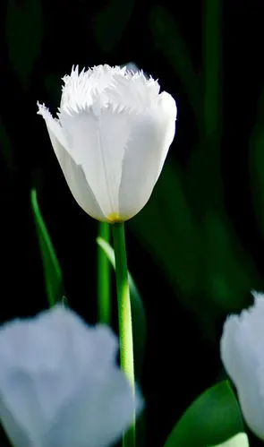 高雅脱俗郁金香 艳丽绽放正当时